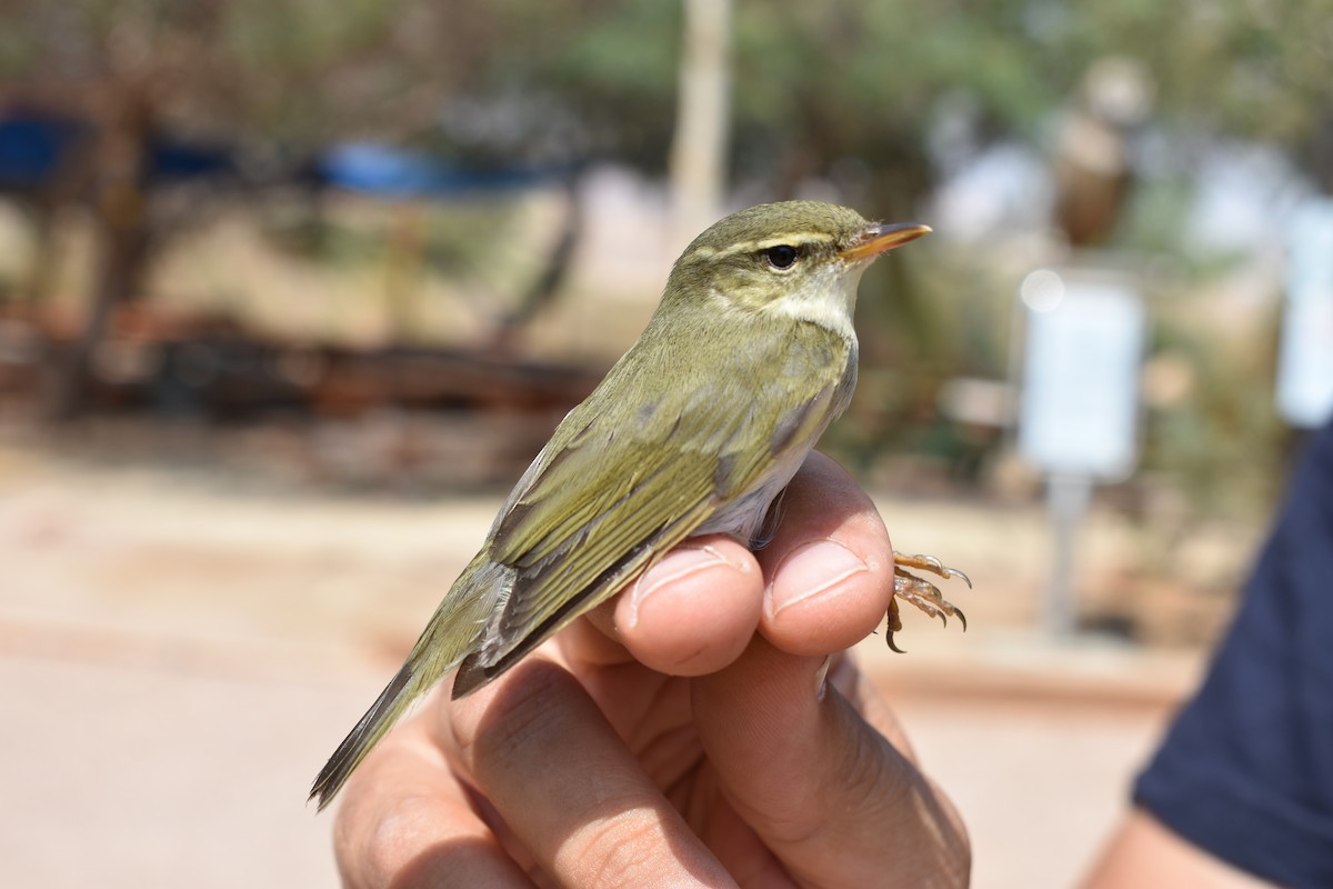 Arctic Warbler - Ky Clare