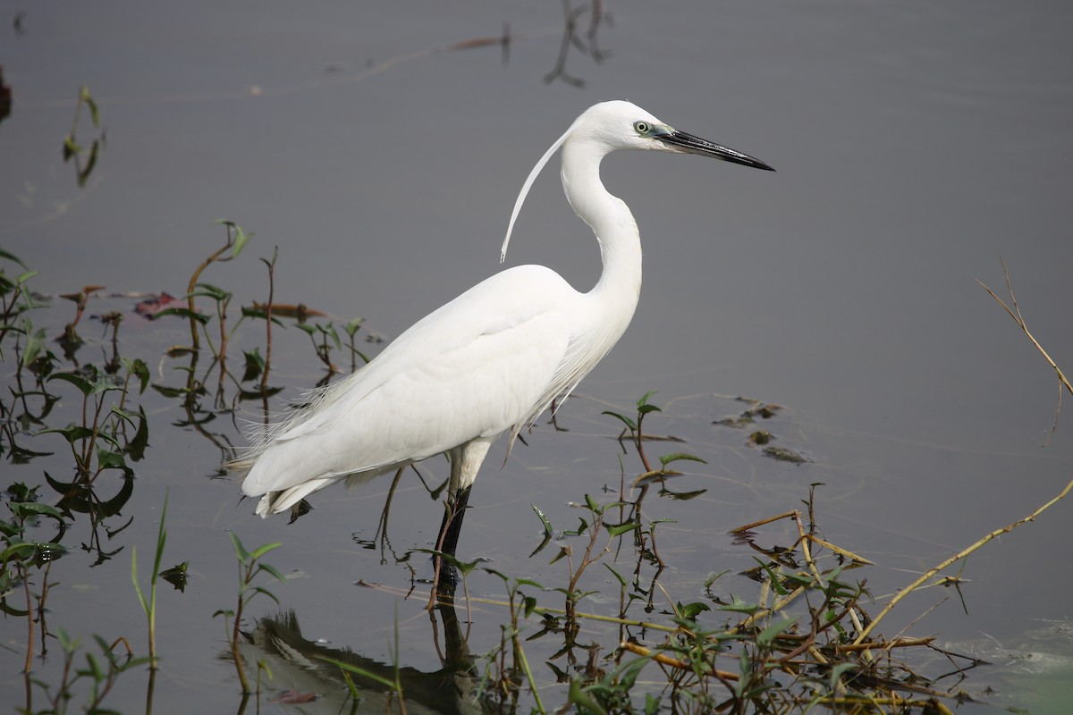 Little Egret - Bhaarat Vyas