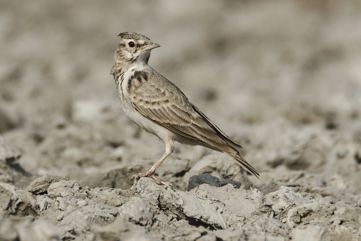 Crested Lark - ML115911161