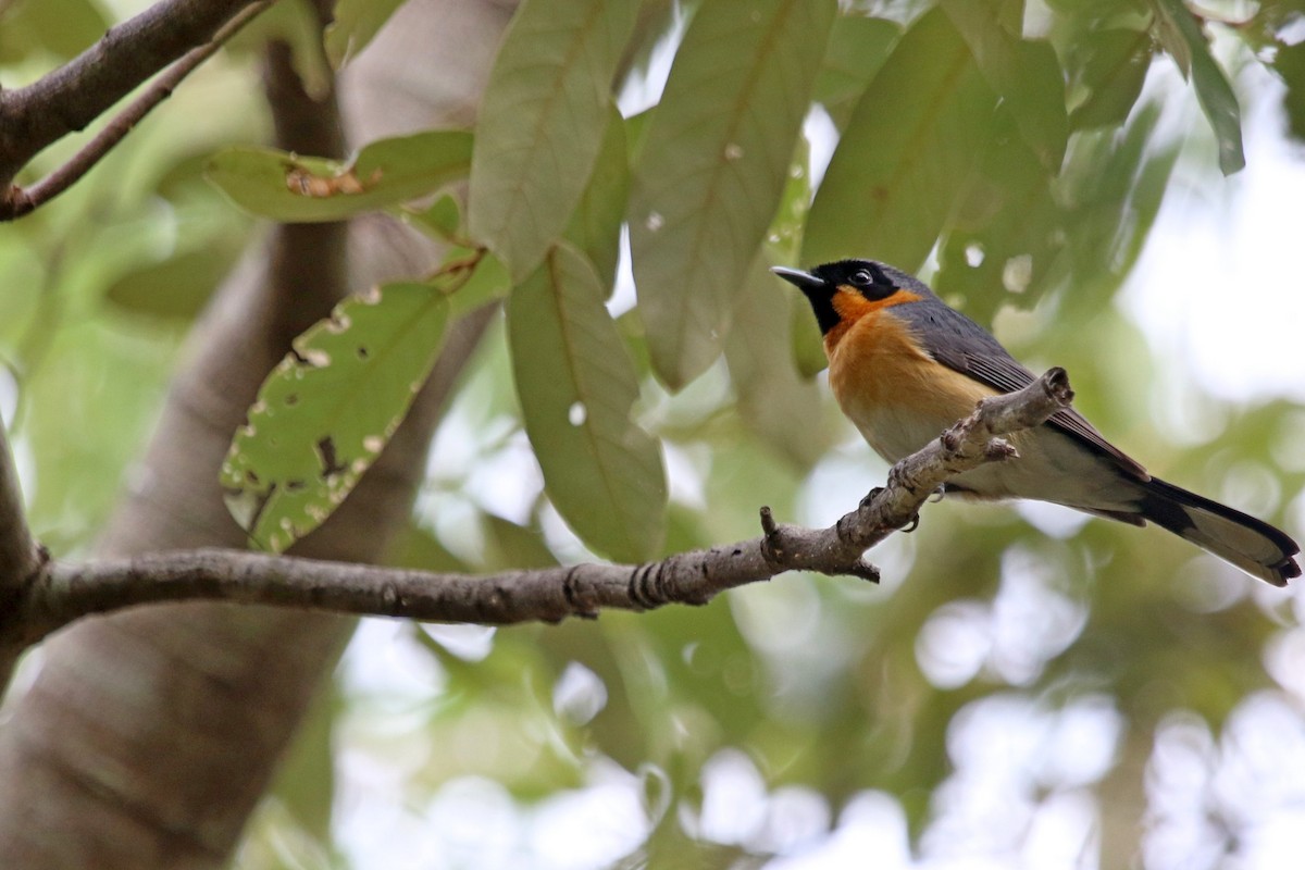 Spectacled Monarch - ML115911921
