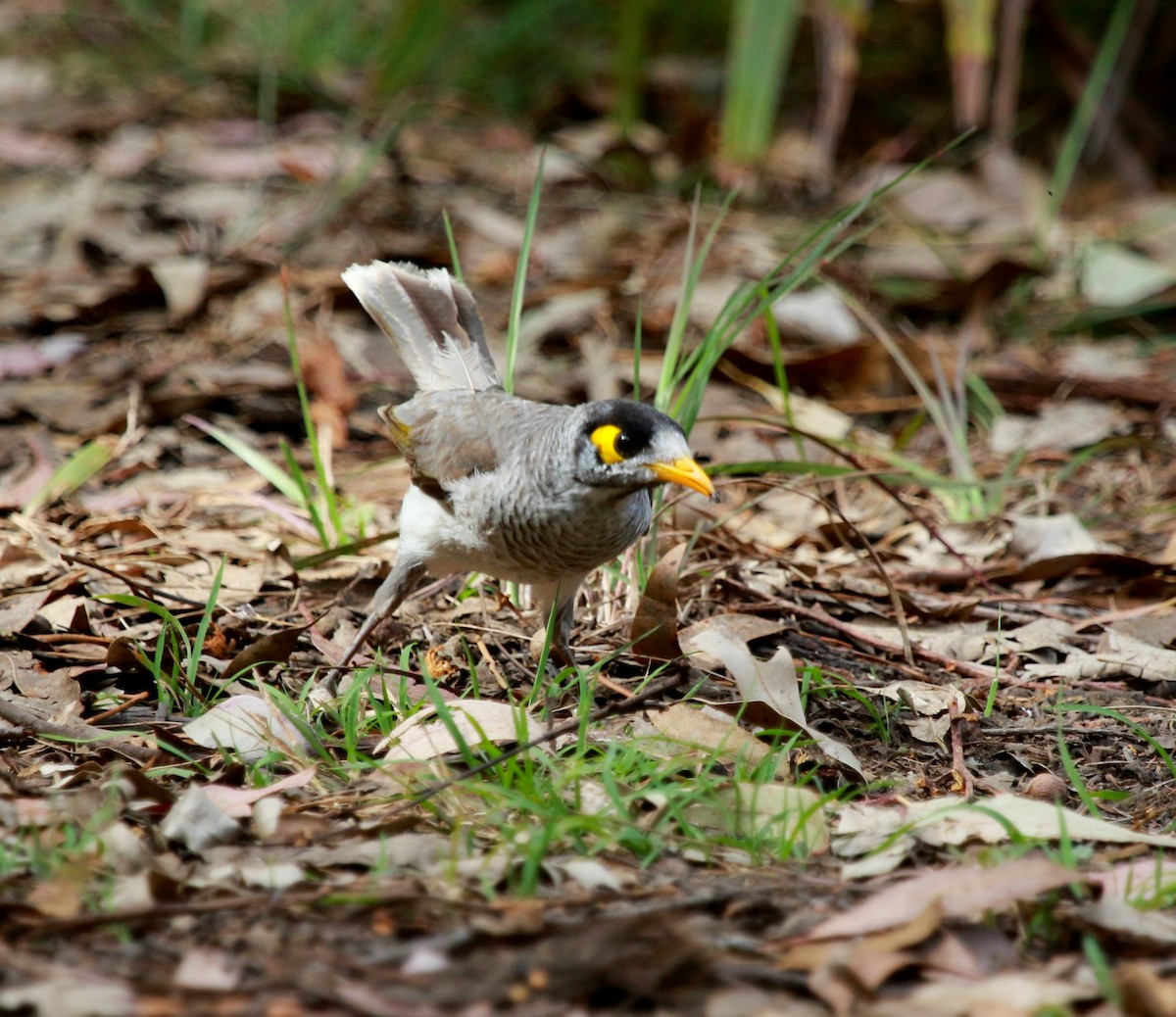 Noisy Miner - ML115912851