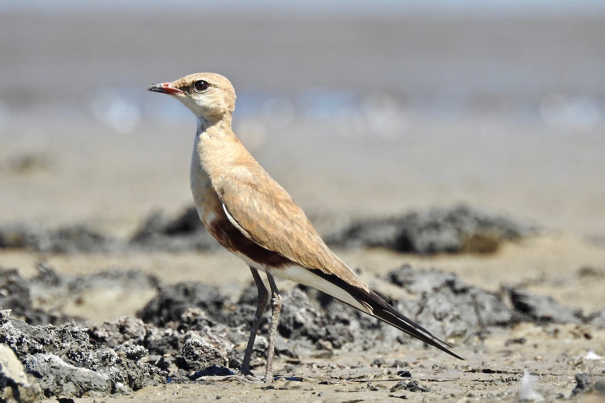 Australian Pratincole - Michael Daley