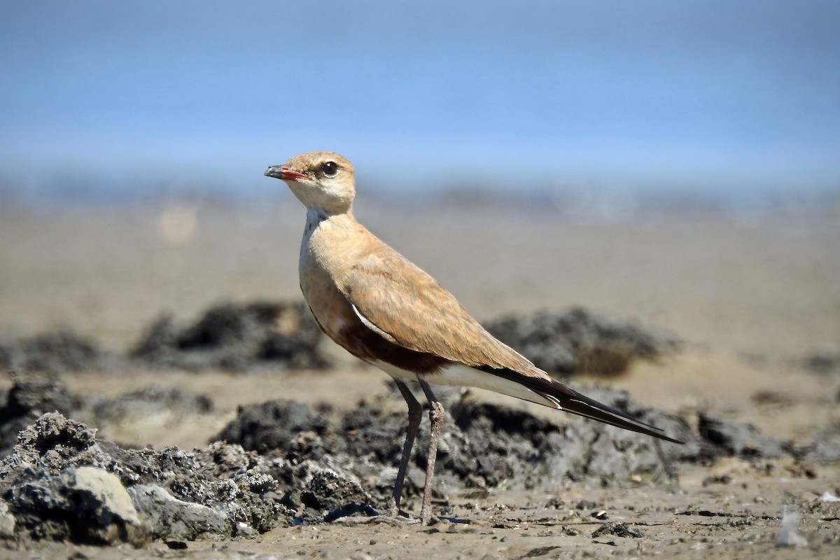 Australian Pratincole - ML115912881