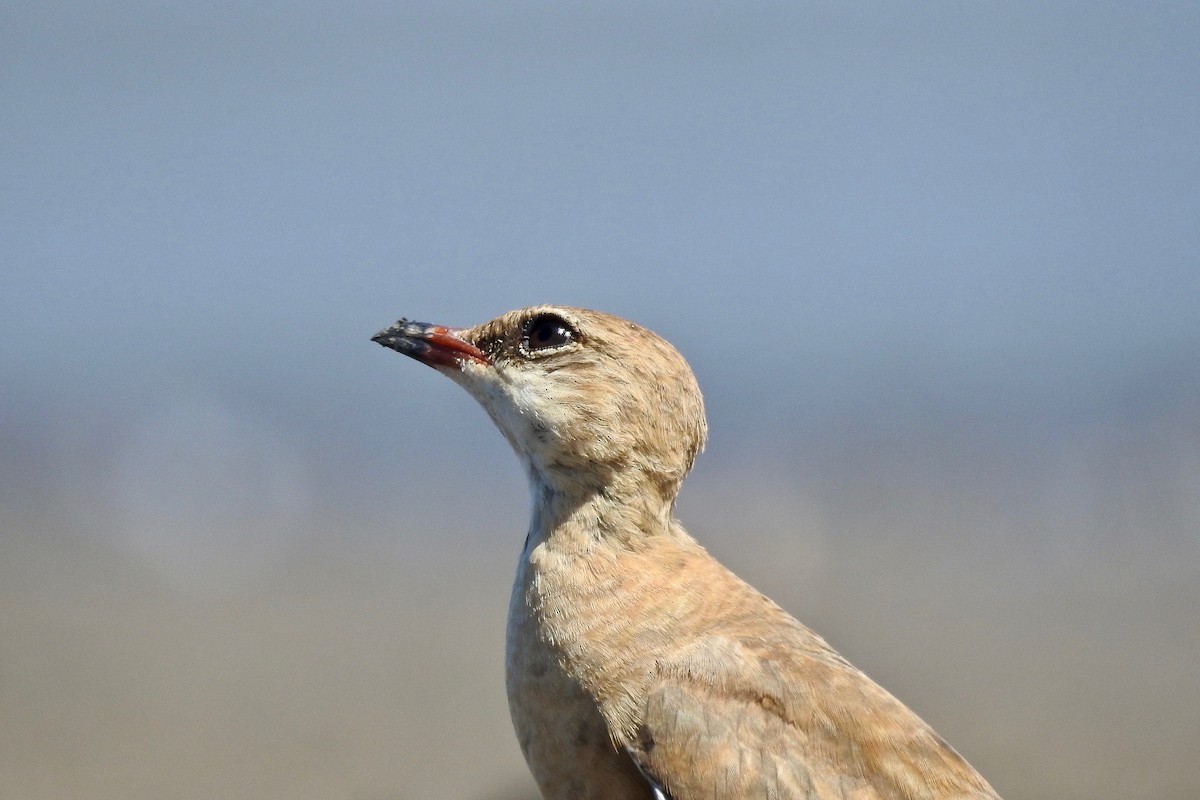 Australian Pratincole - ML115912891