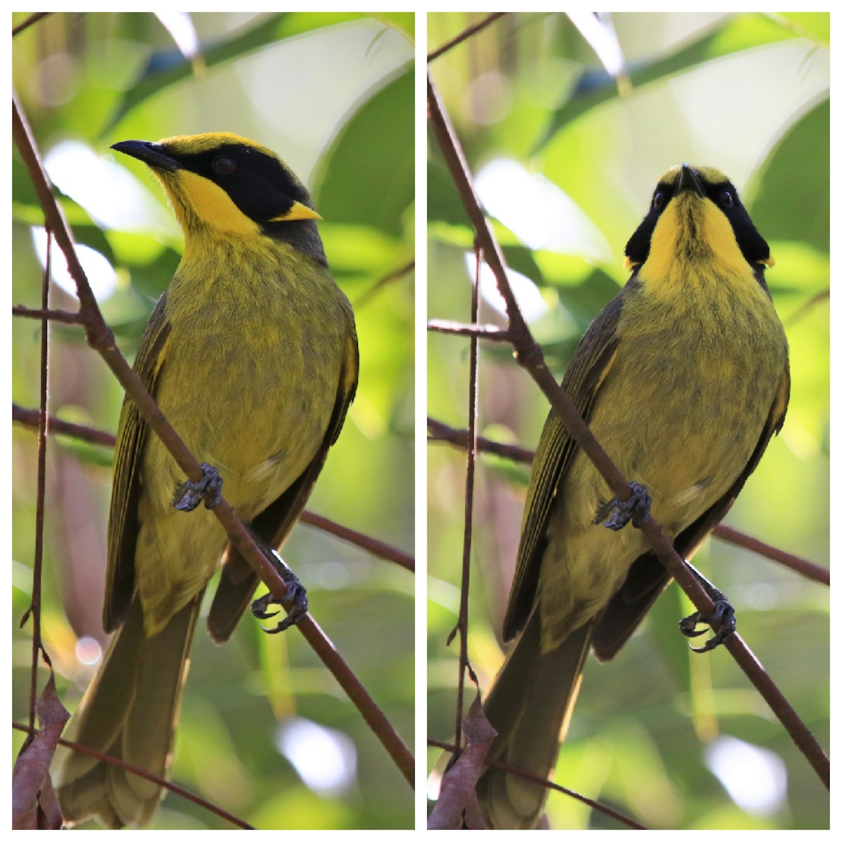 Yellow-tufted Honeyeater - ML115913411