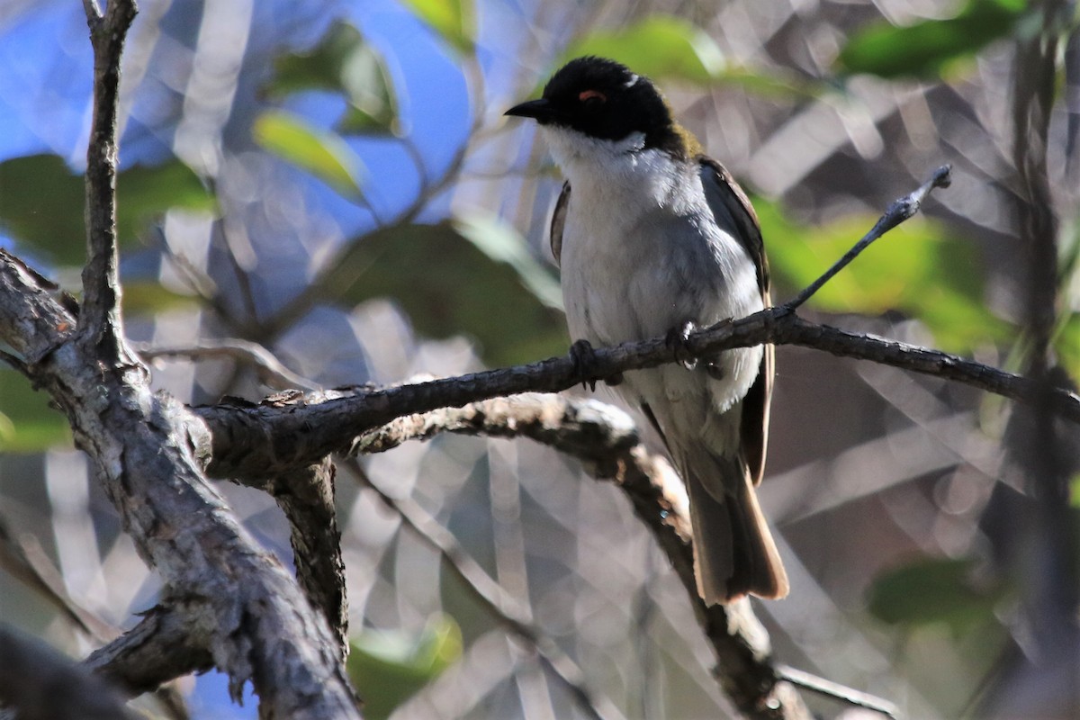 White-naped Honeyeater - ML115914021