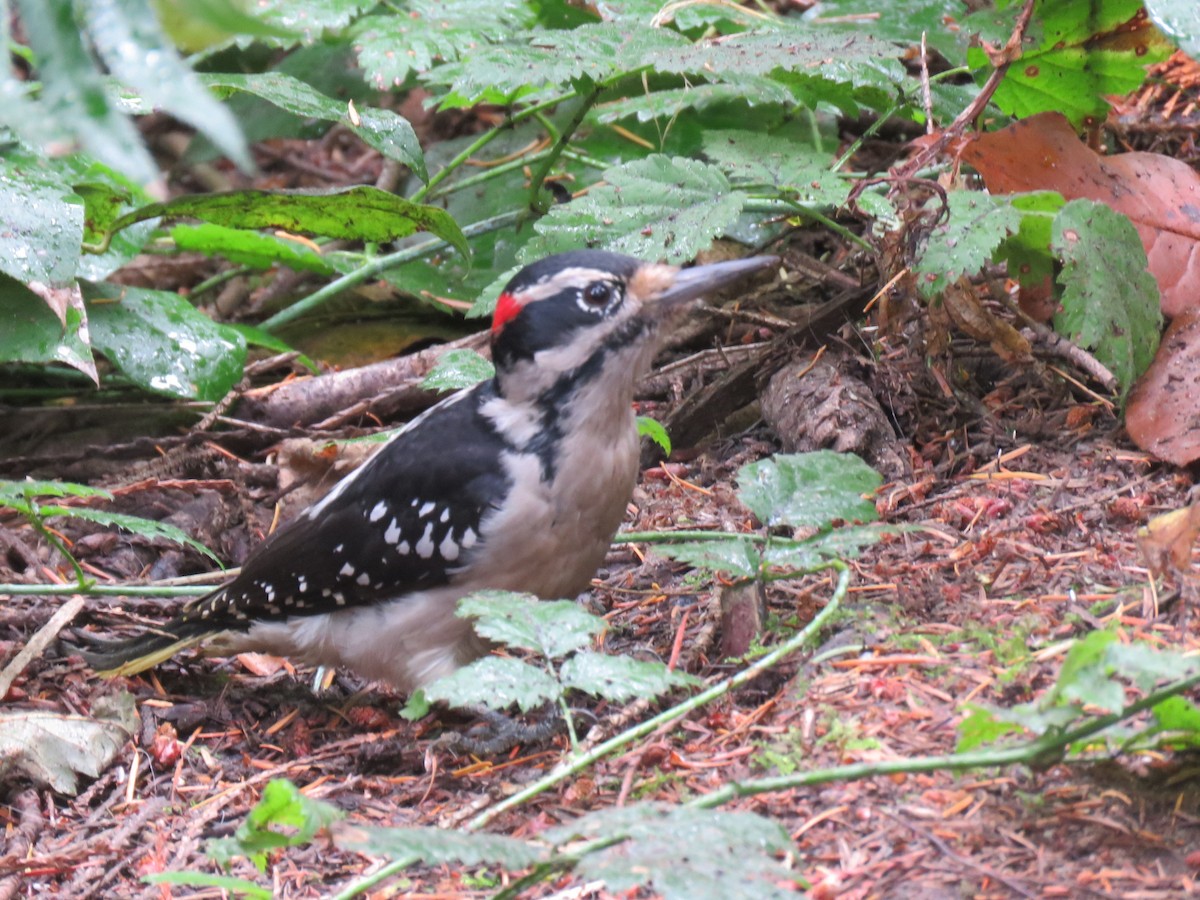 Hairy Woodpecker - ML115914141