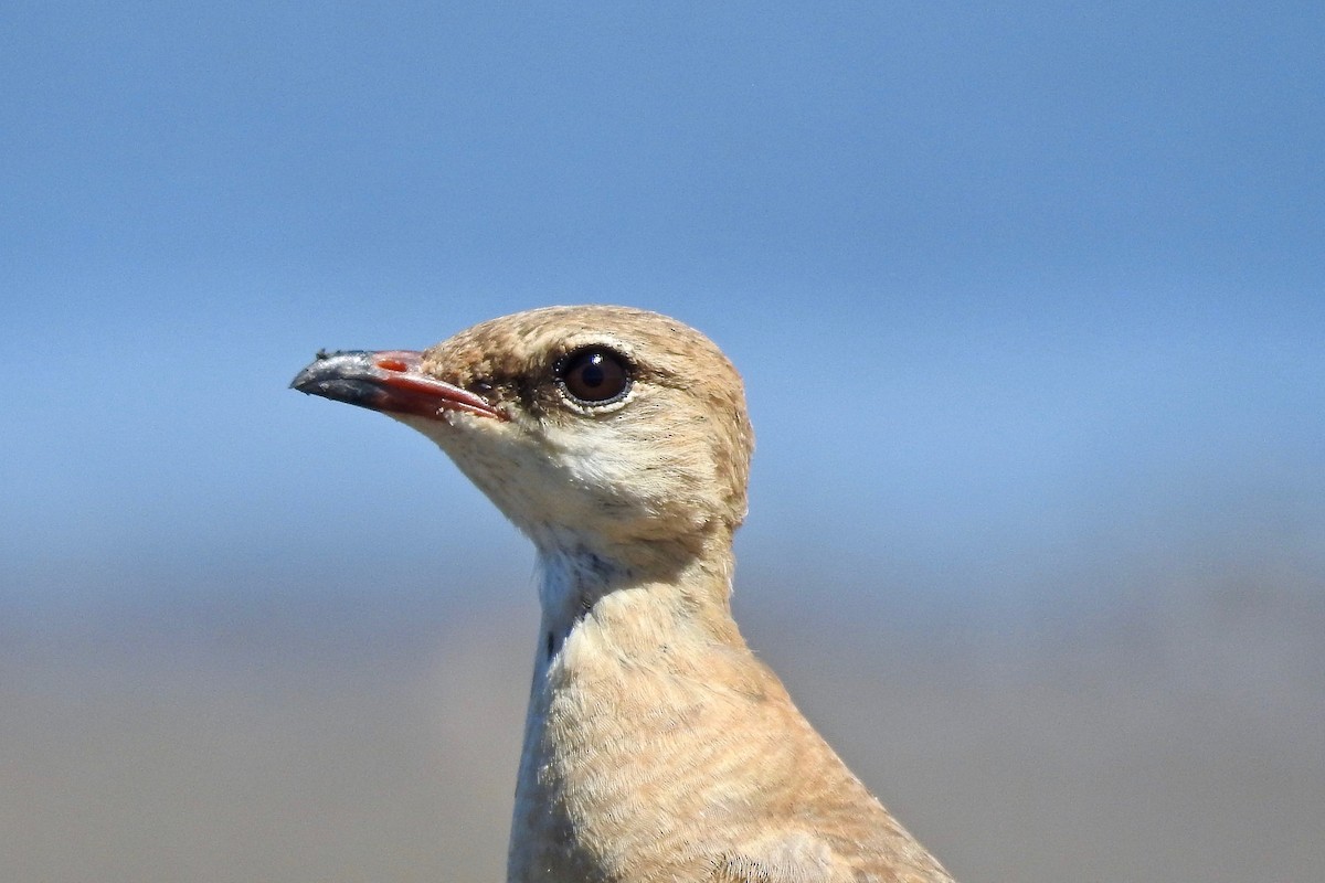 Australian Pratincole - ML115915561