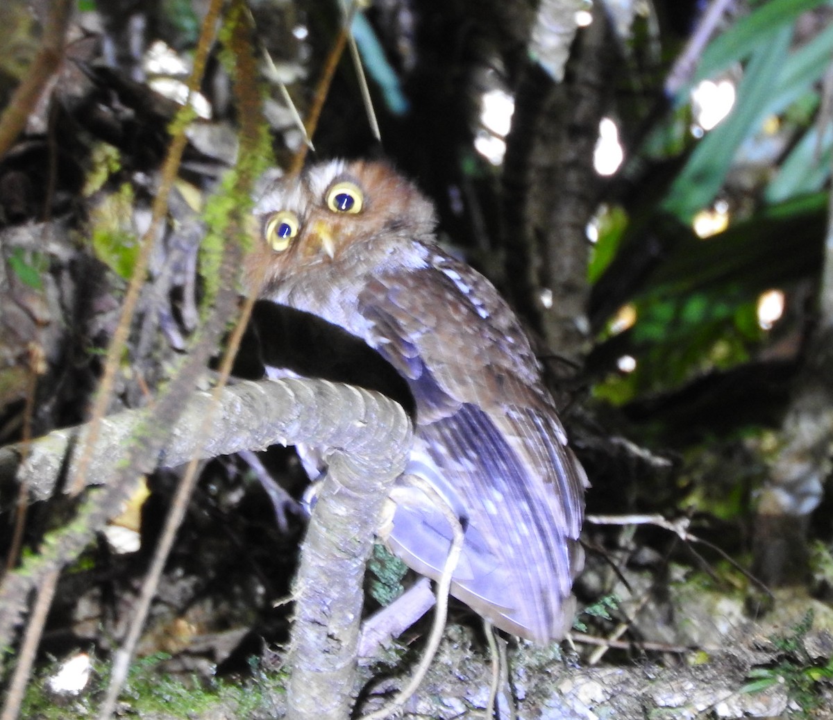 Flores Scops-Owl - ML115916941