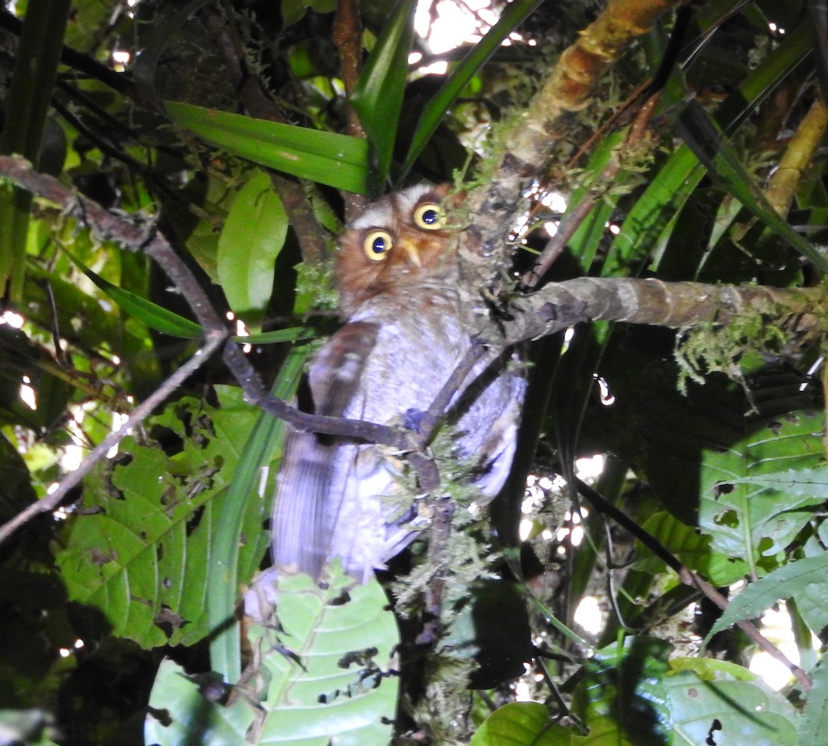 Flores Scops-Owl - ML115916951