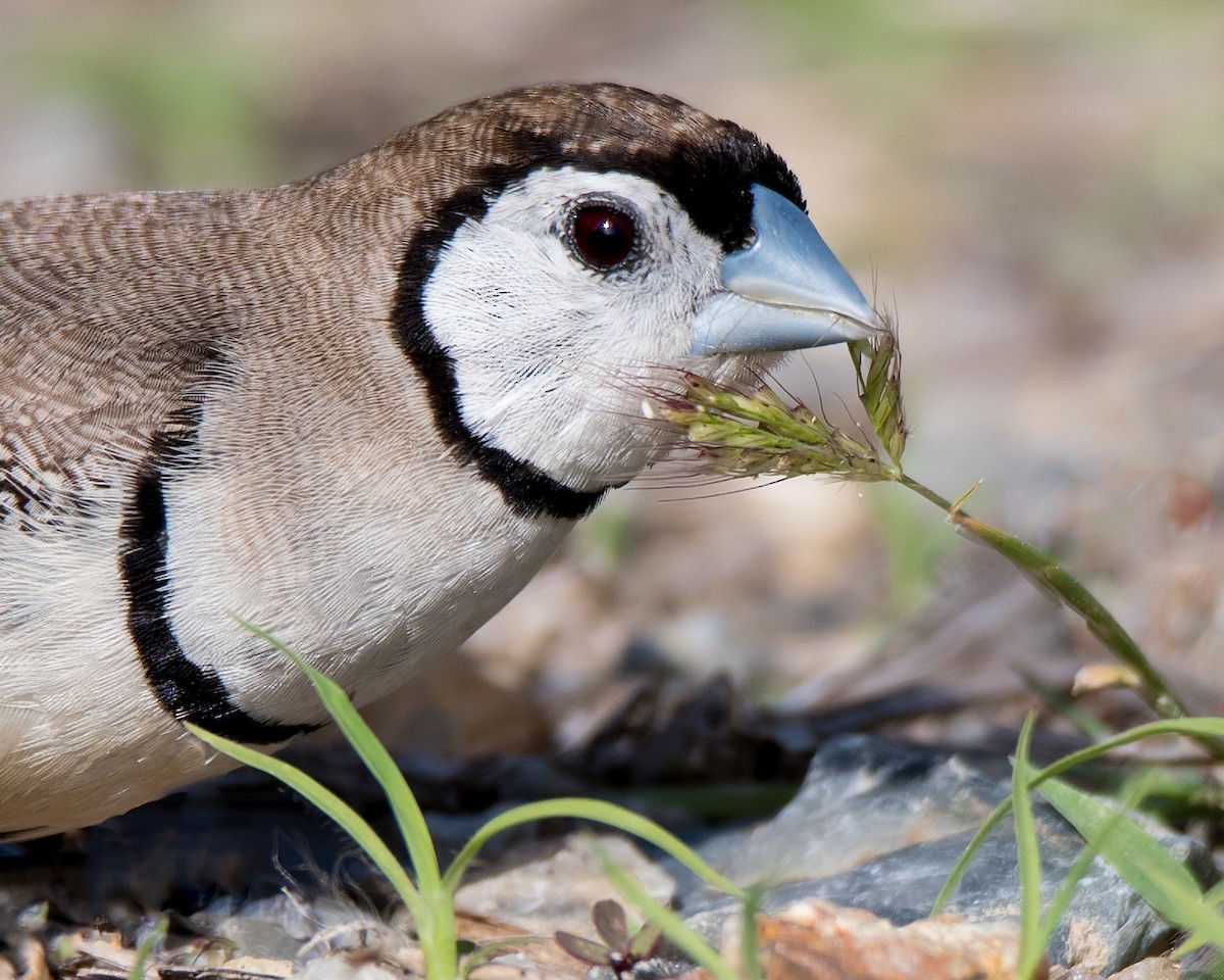 Double-barred Finch - ML115918191