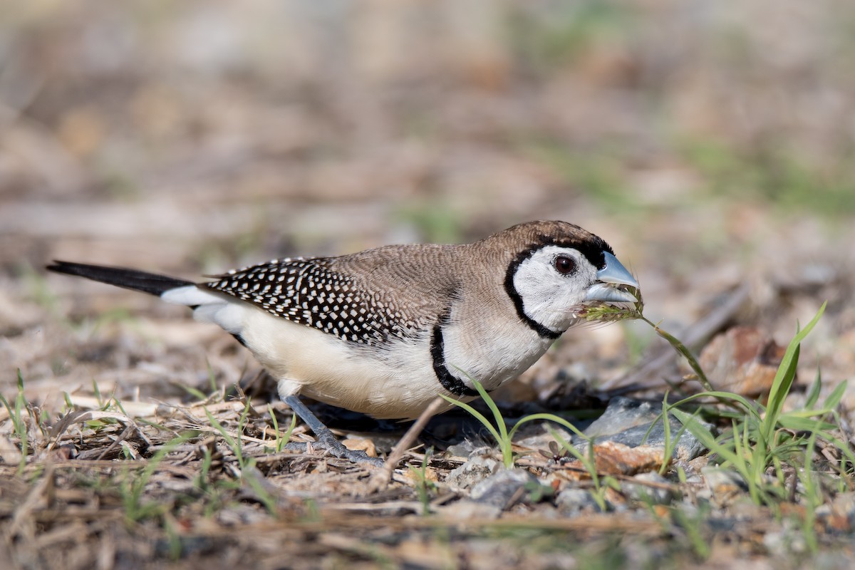 Double-barred Finch - Hayley Alexander