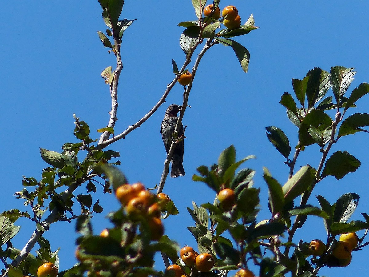 Amethyst Sunbird - ML115919411