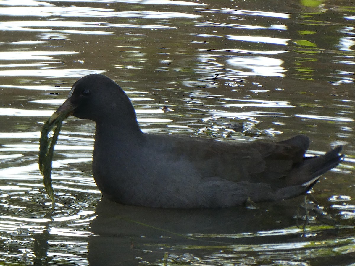 Dusky Moorhen - ML115919511