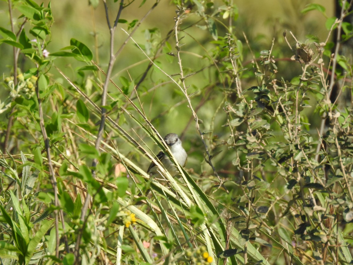 Southern Scrub-Flycatcher - Viviana Giqueaux