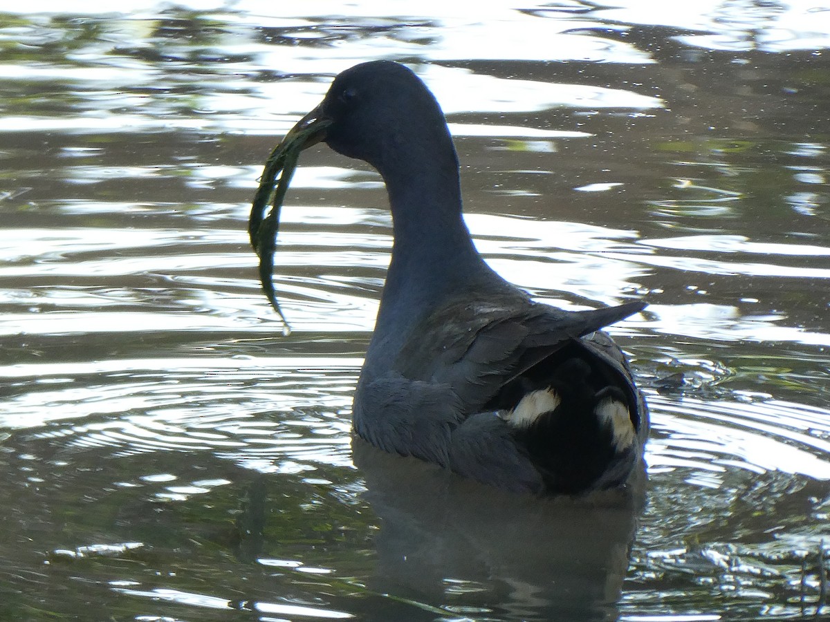 Gallinule sombre - ML115919741