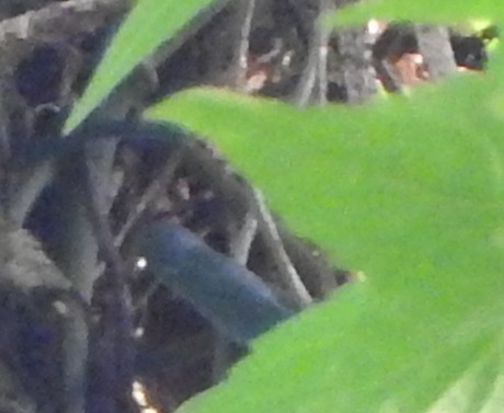 Flores Shortwing - ML115921051