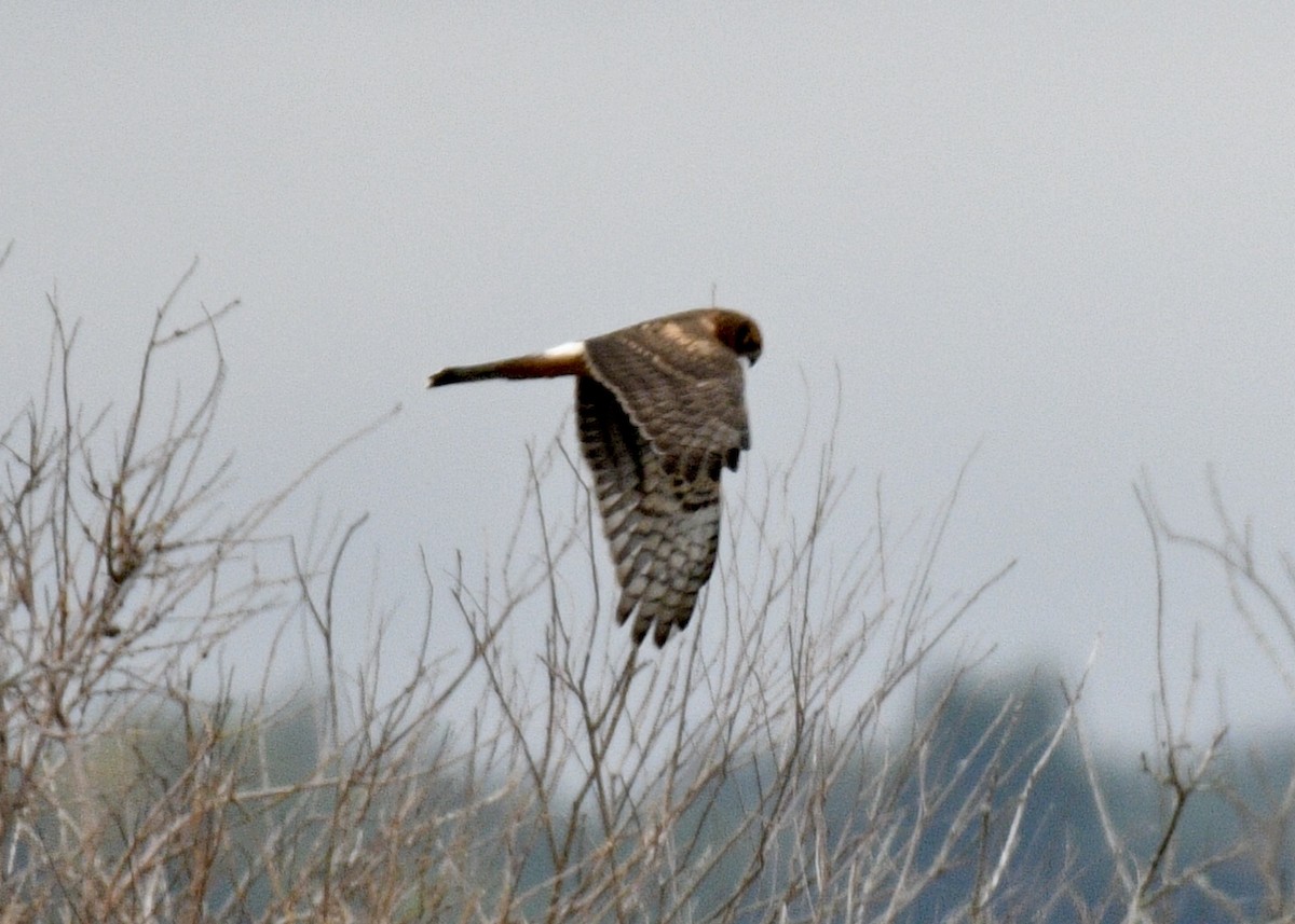 Northern Harrier - ML115921651