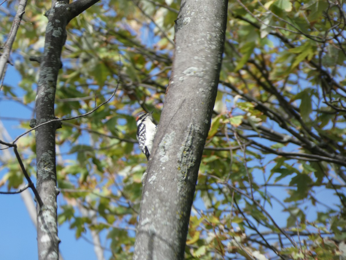 Downy Woodpecker - ML115921791