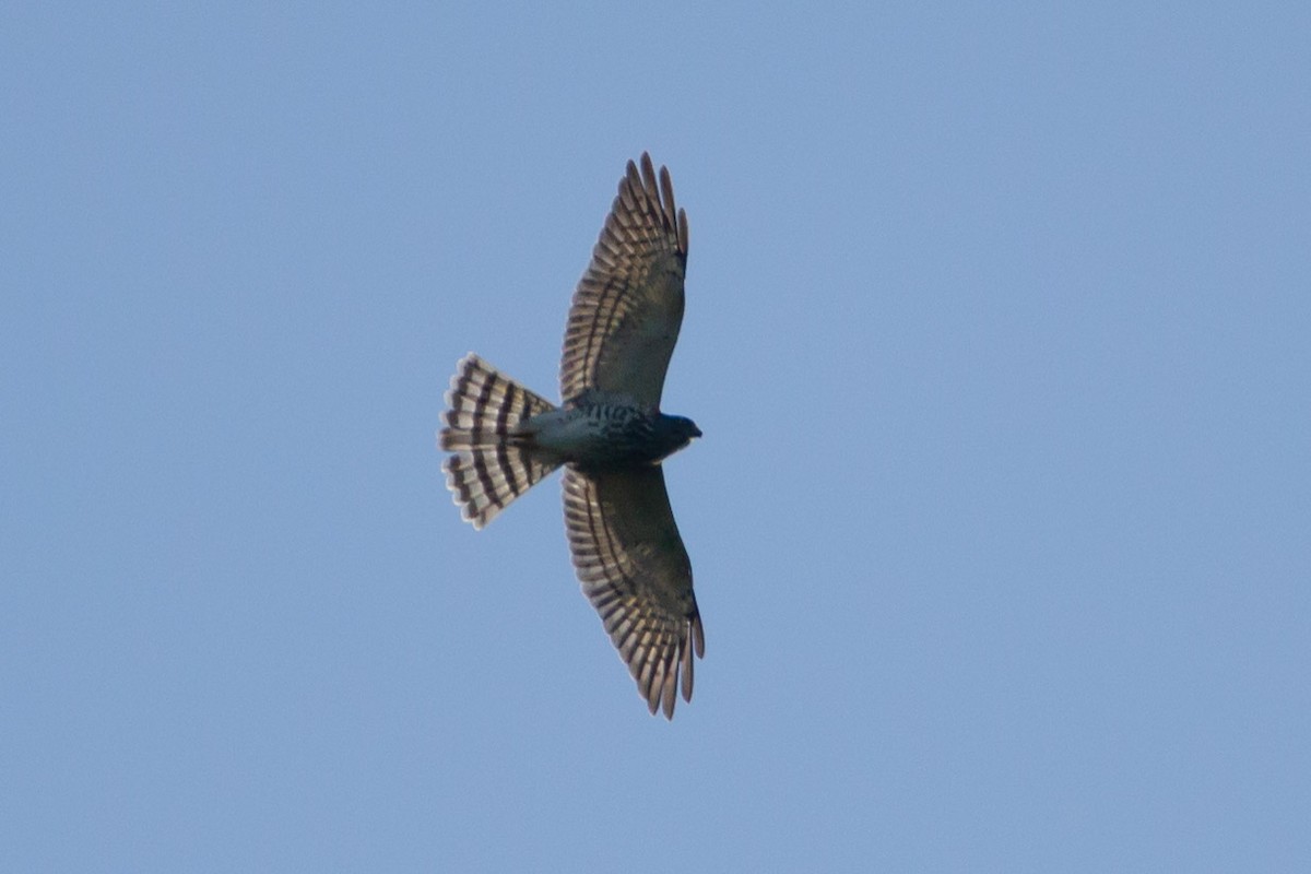 Chinese Sparrowhawk - ML115921801