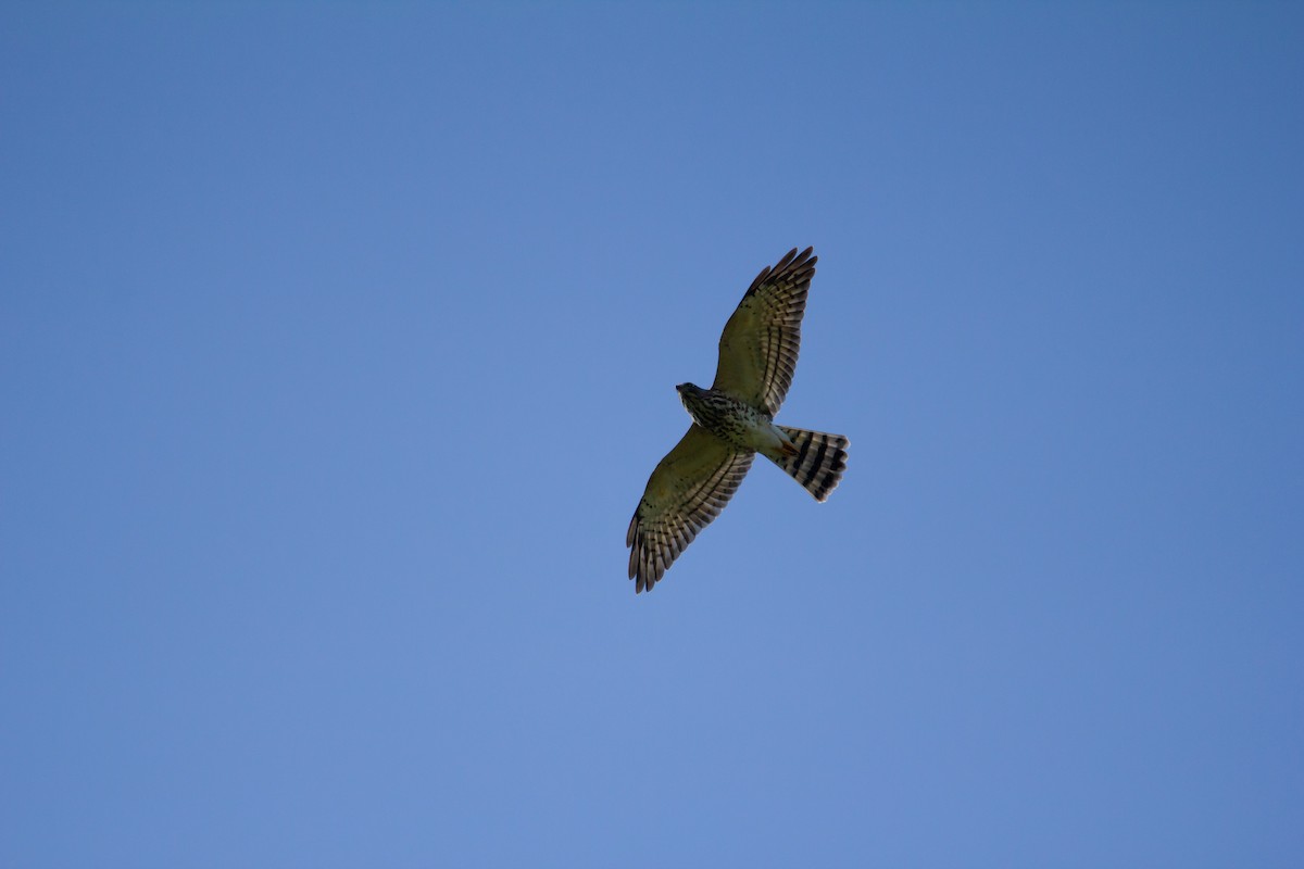 Chinese Sparrowhawk - ML115921811