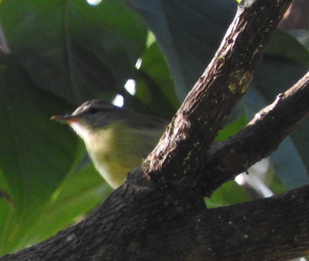 Timor Leaf Warbler (Flores) - Sandy Gayasih