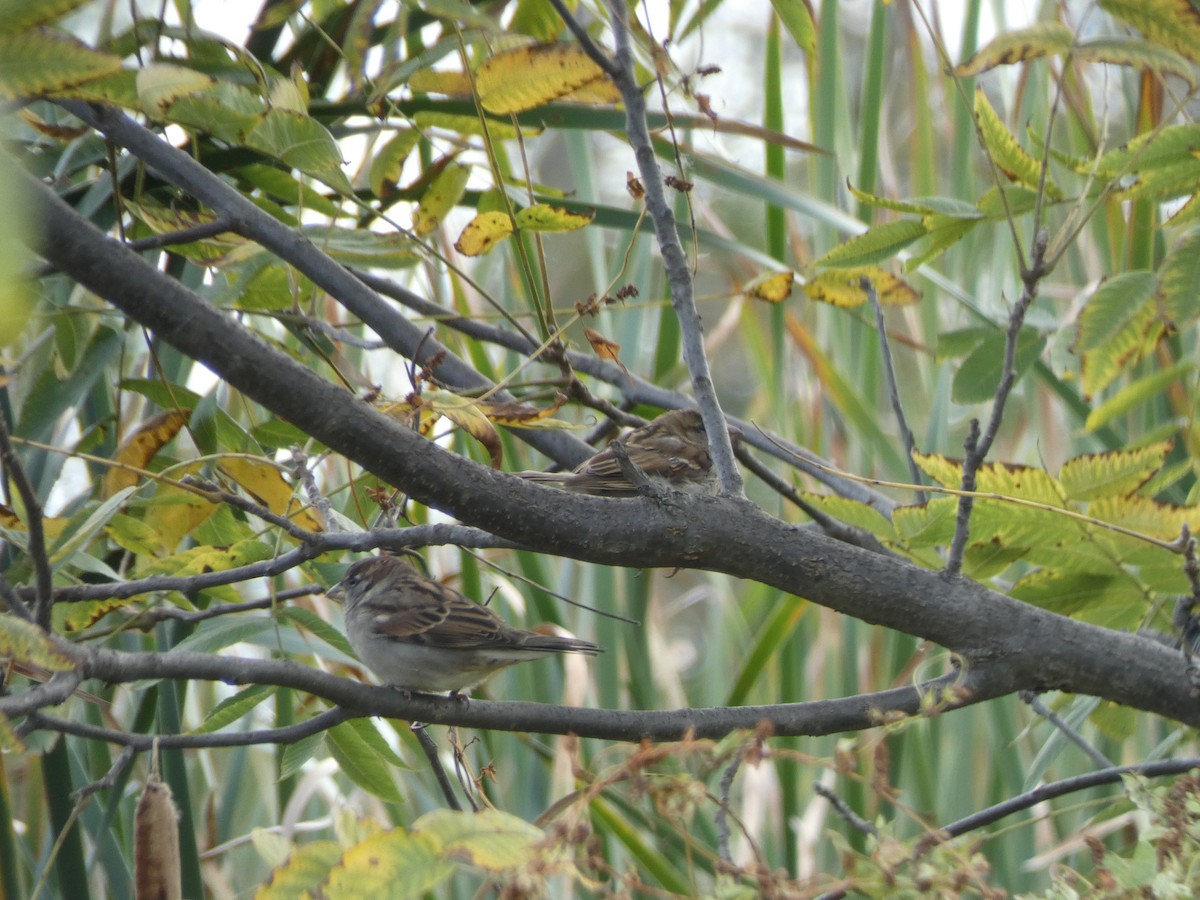 House Sparrow - ML115922671