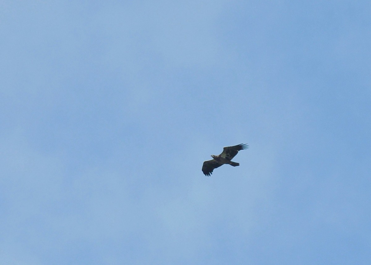 Bald Eagle - ML115924281