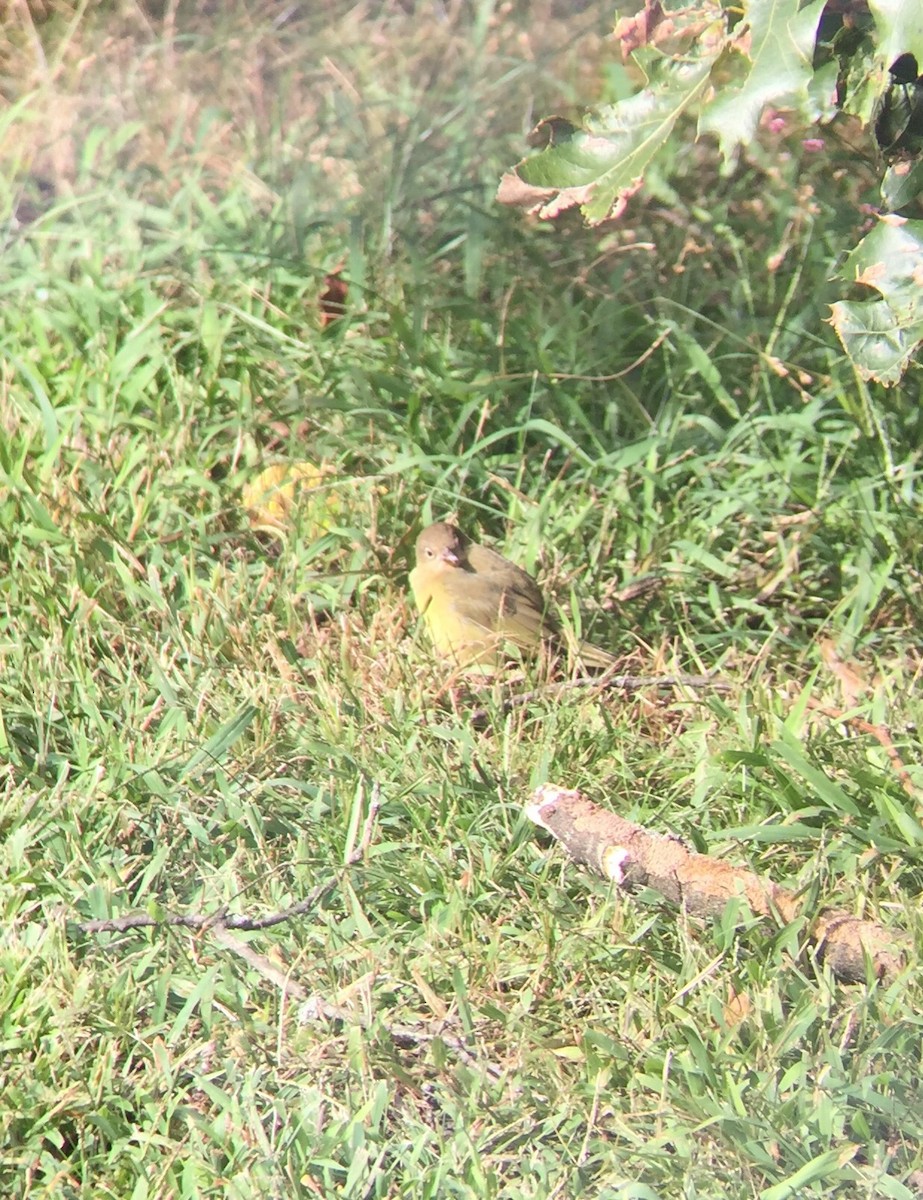 Connecticut Warbler - ML115924571