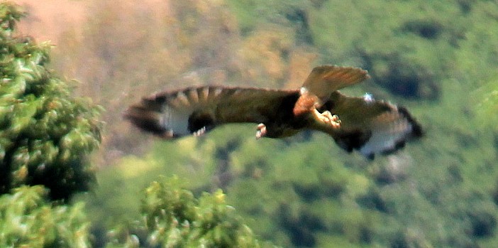 Himalayan Buzzard - ML115926211