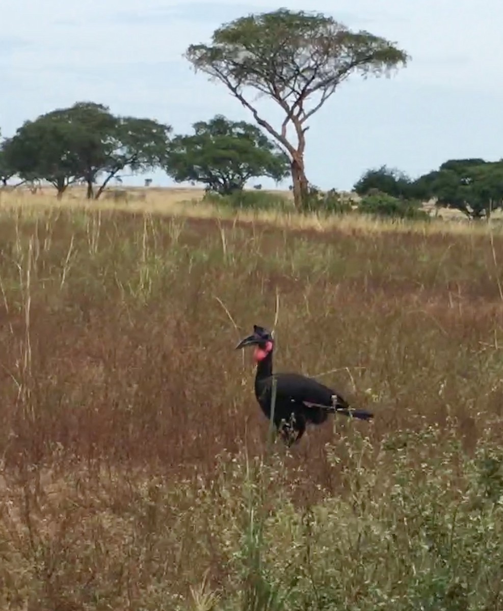 Abyssinian Ground-Hornbill - ML115926291