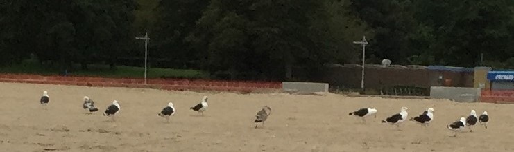 Great Black-backed Gull - ML115927231