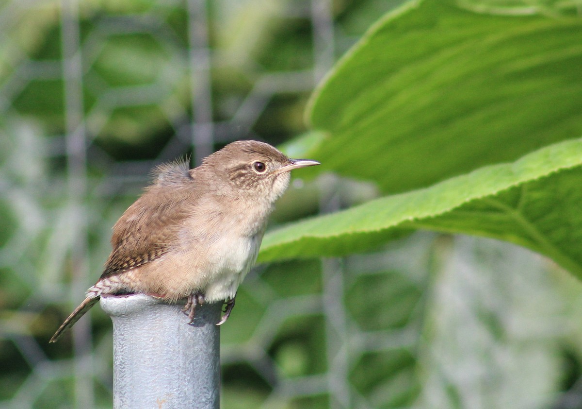 House Wren - Lily Morello