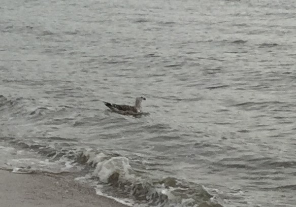 Great Black-backed Gull - ML115927431