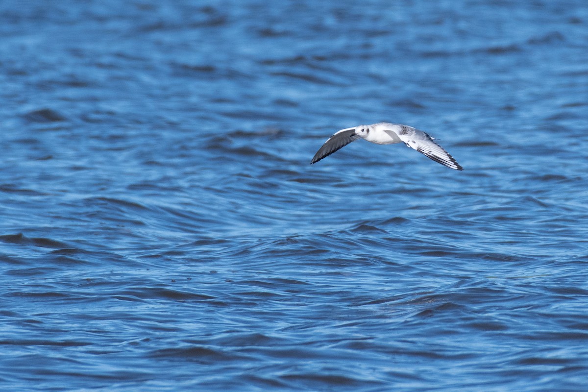 Bonaparte's Gull - ML115927851