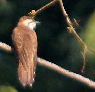 Banded Bay Cuckoo - ML115929911