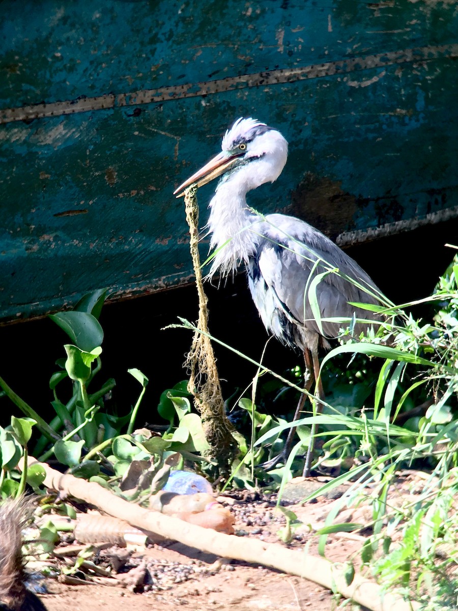 Gray Heron - Savannah (Boerger) Colston