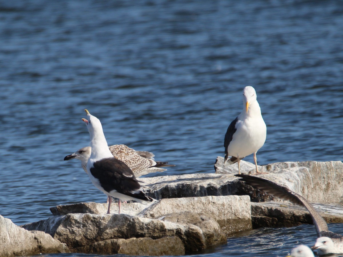Great Black-backed Gull - ML115932681