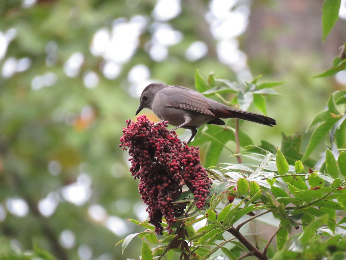 Gray Catbird - ML115933081