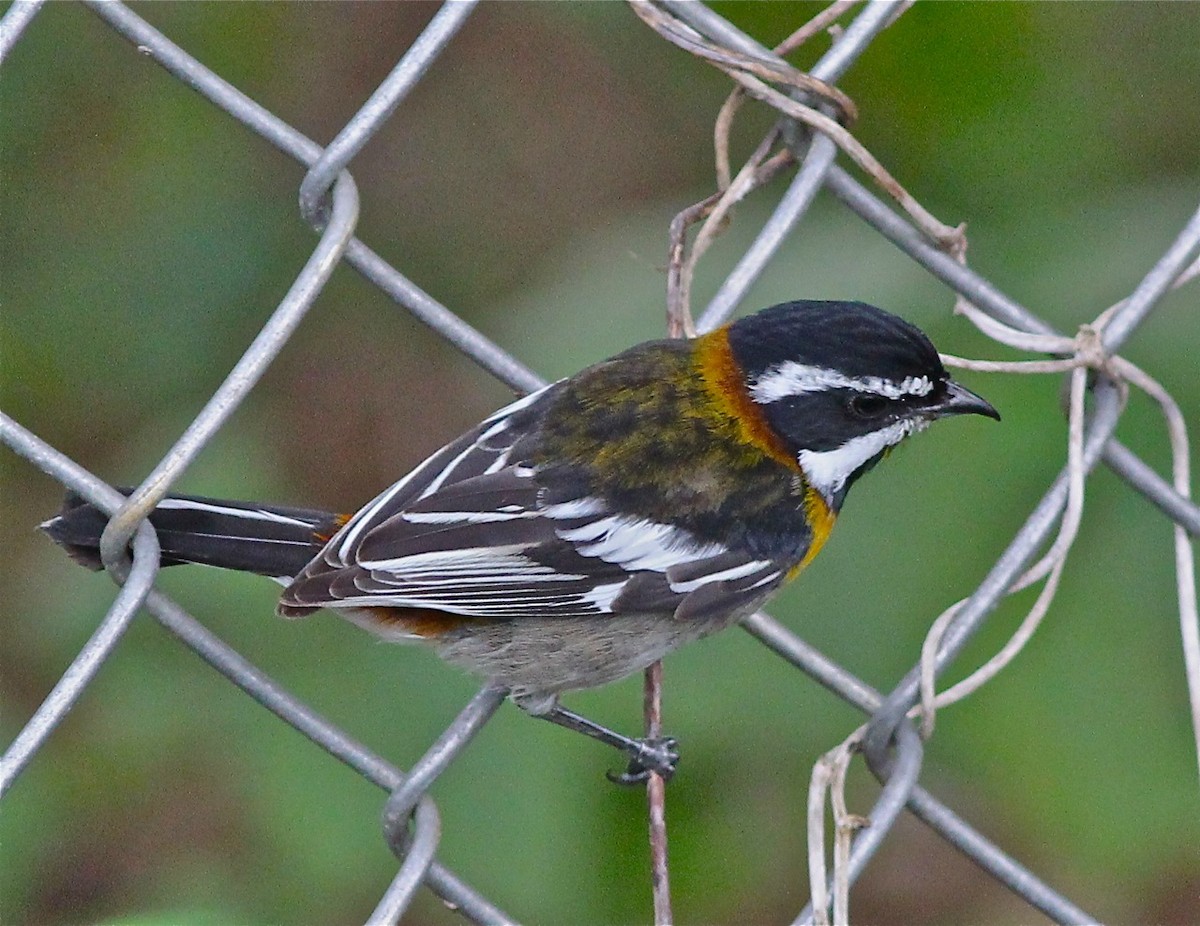 Western Spindalis - Bill Hill