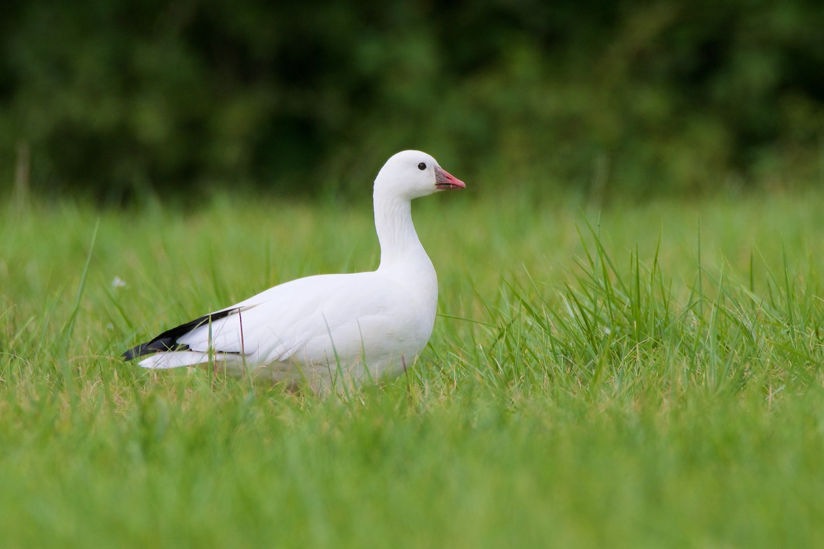 Ross's Goose - ML115935551