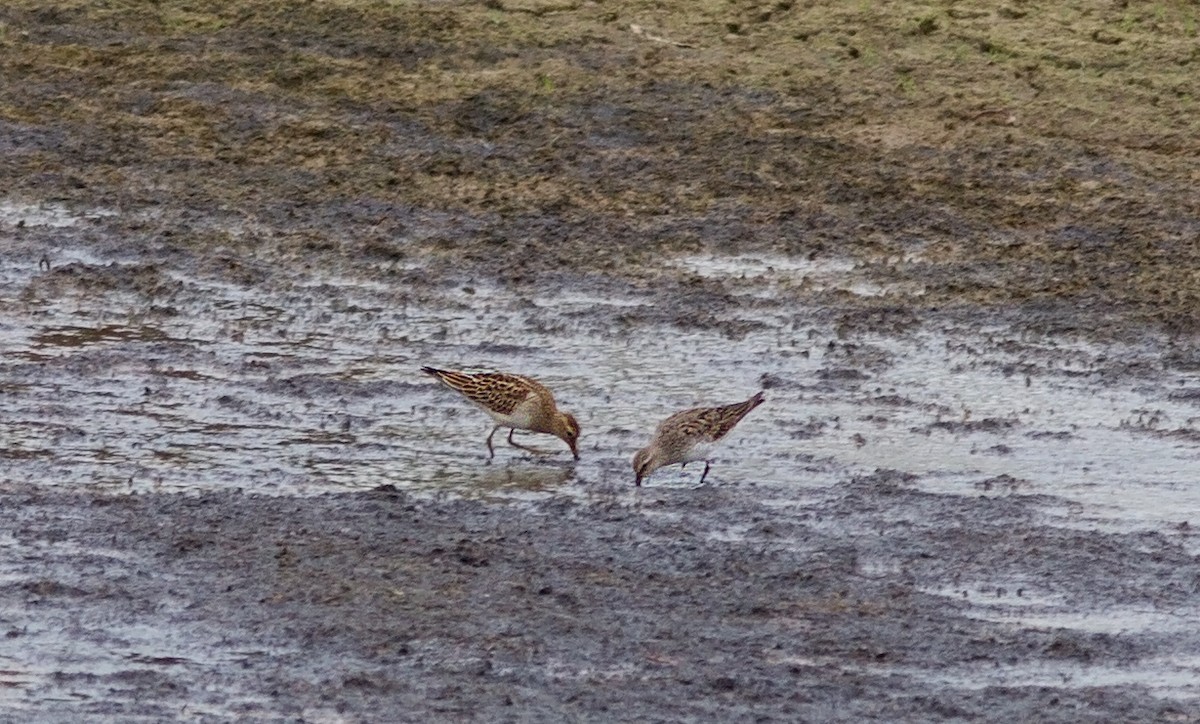 White-rumped Sandpiper - ML115935831