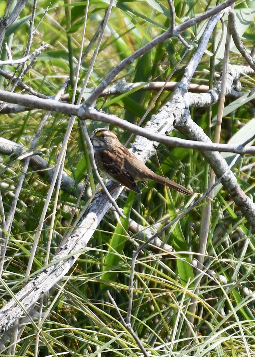 White-throated Sparrow - Joe Wujcik