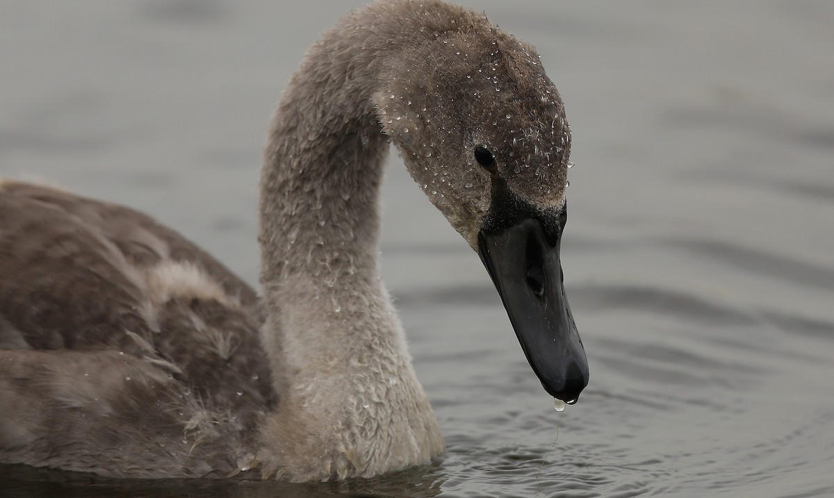 Mute Swan - ML115938851