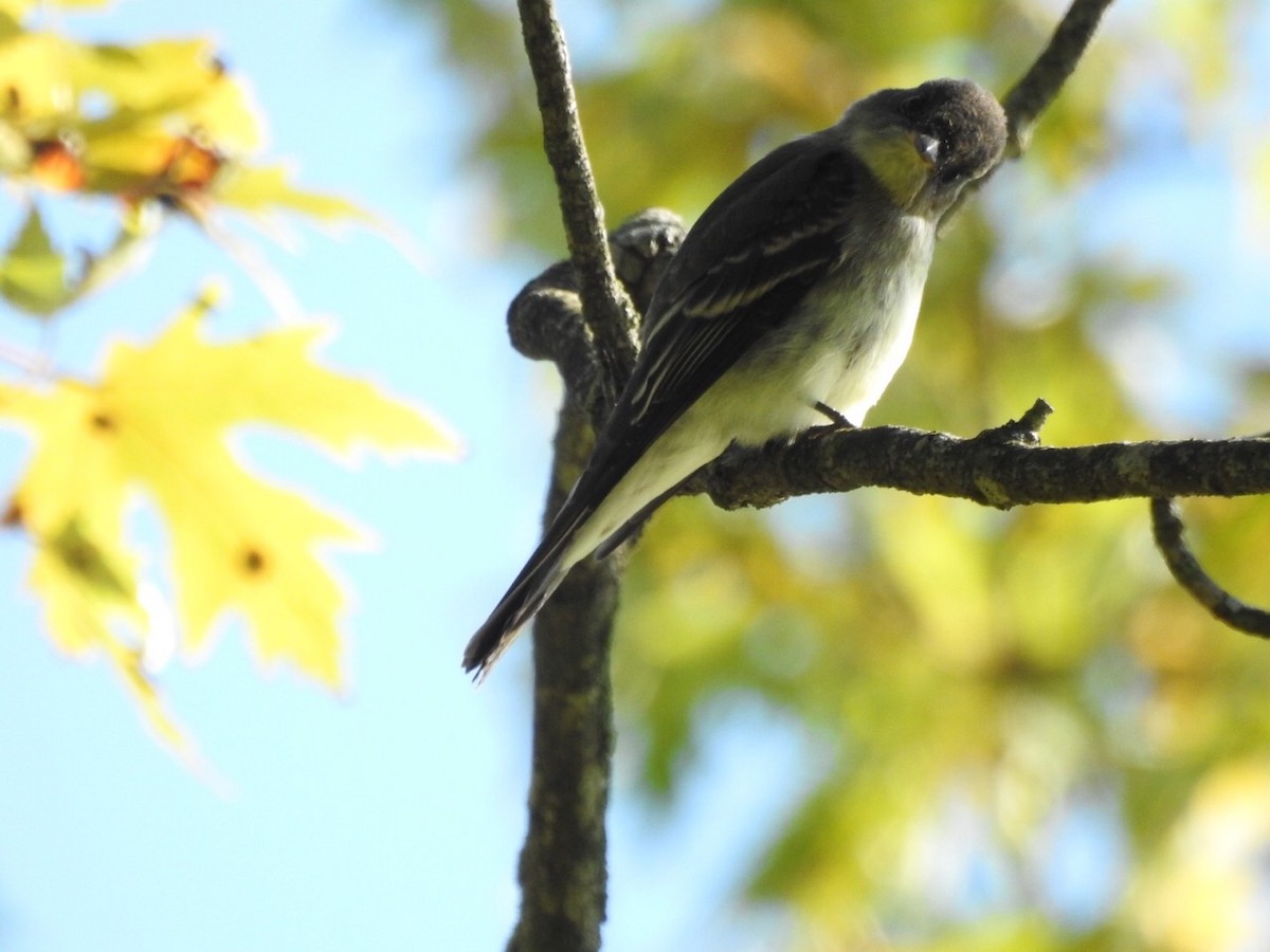 Eastern Wood-Pewee - Robert Perez