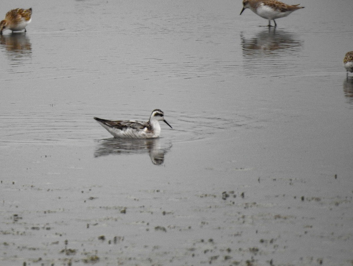 Red-necked Phalarope - ML115940491