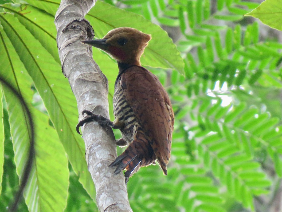 Ringed Woodpecker - ML115941281