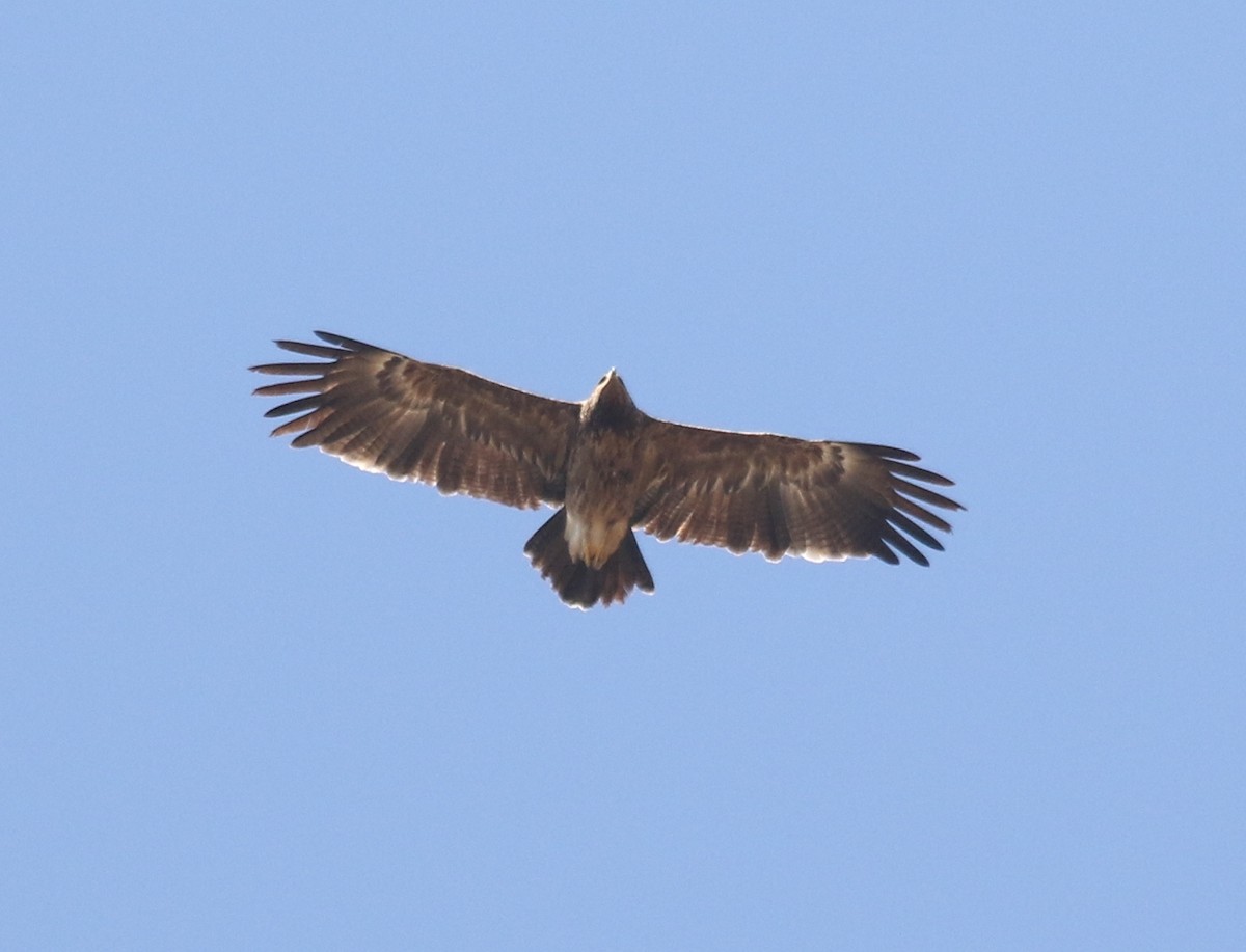 Águila Pomerana - ML115941311