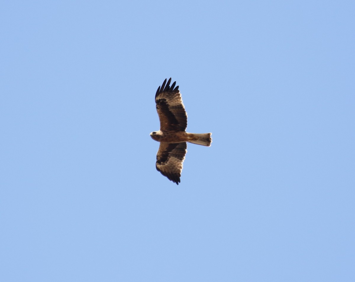 Águila Calzada - ML115941381