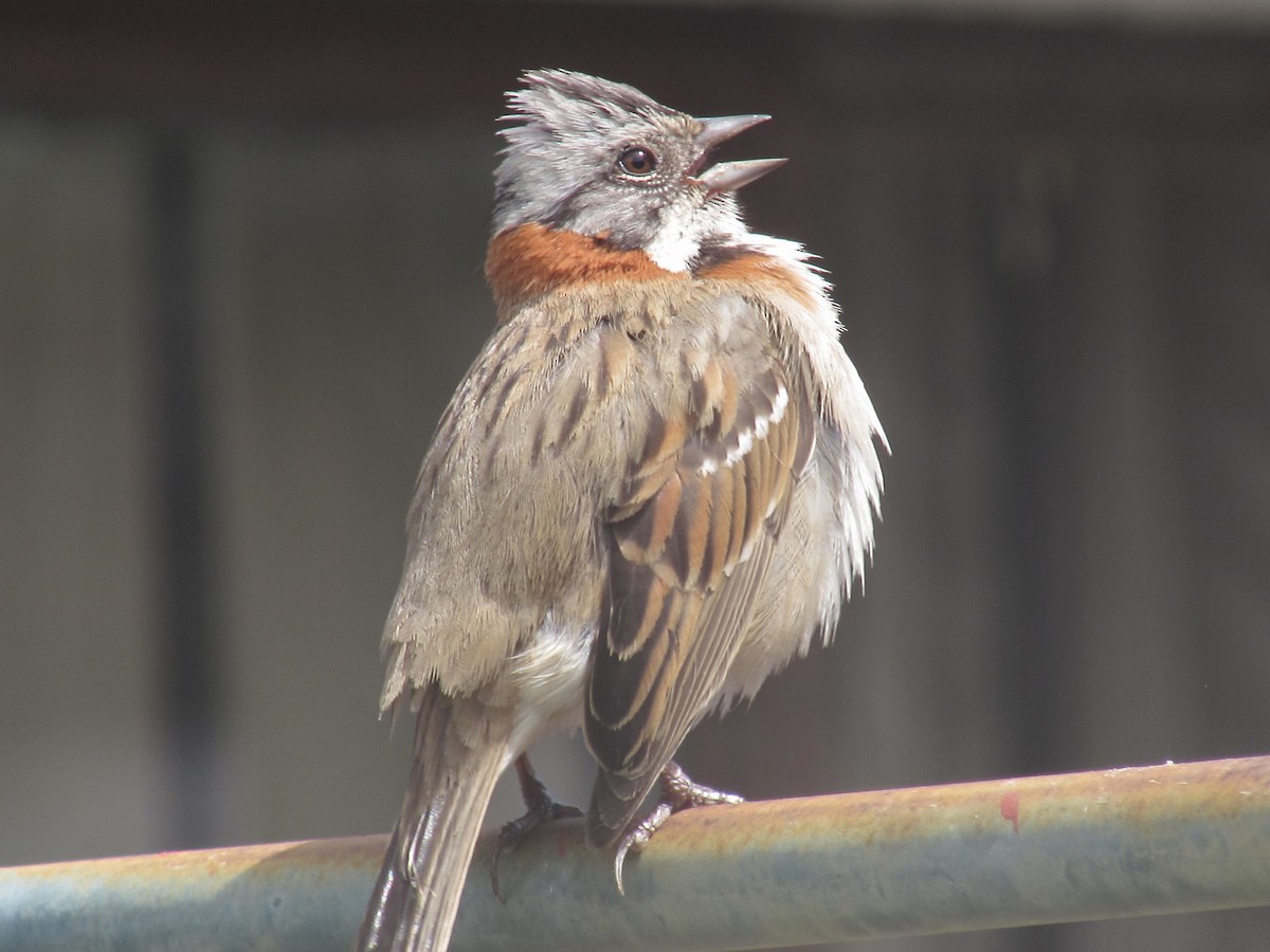 Rufous-collared Sparrow - ML115942981